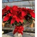 Red Poinsettia