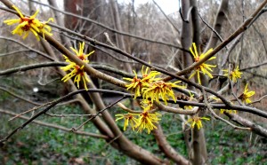 Hamamelis usage rights