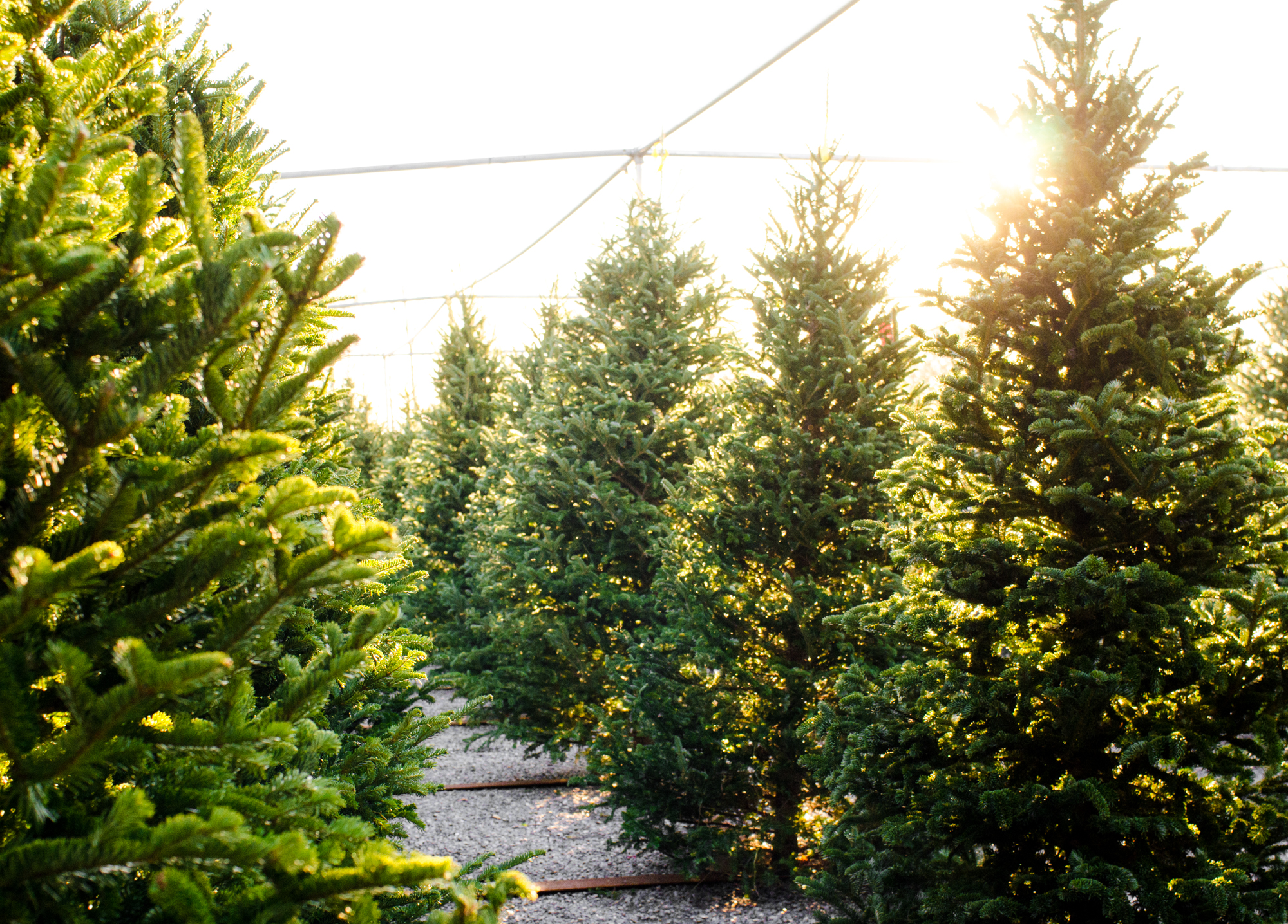 Picking and Caring for Your Christmas Tree This Year - Strange's