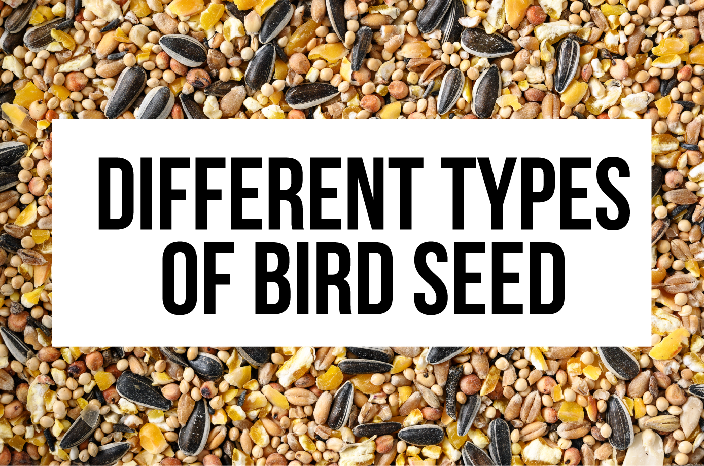 different types of bird seed