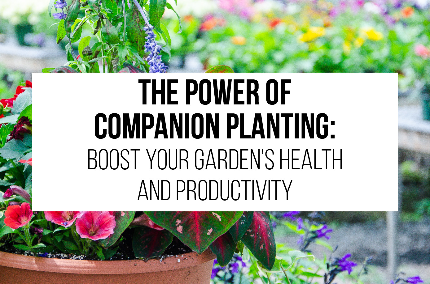 The Power of Companion Planting: Boost Your Garden's Health and Productivity