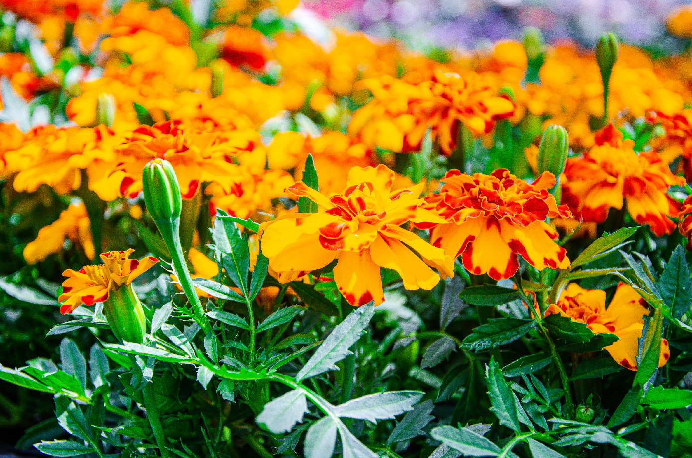 Marigolds are great companion plants.