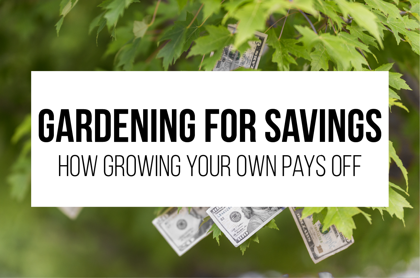 Gardening for Savings