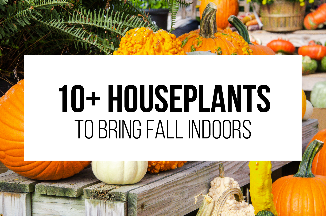 10+ houseplants to bring fall indoors