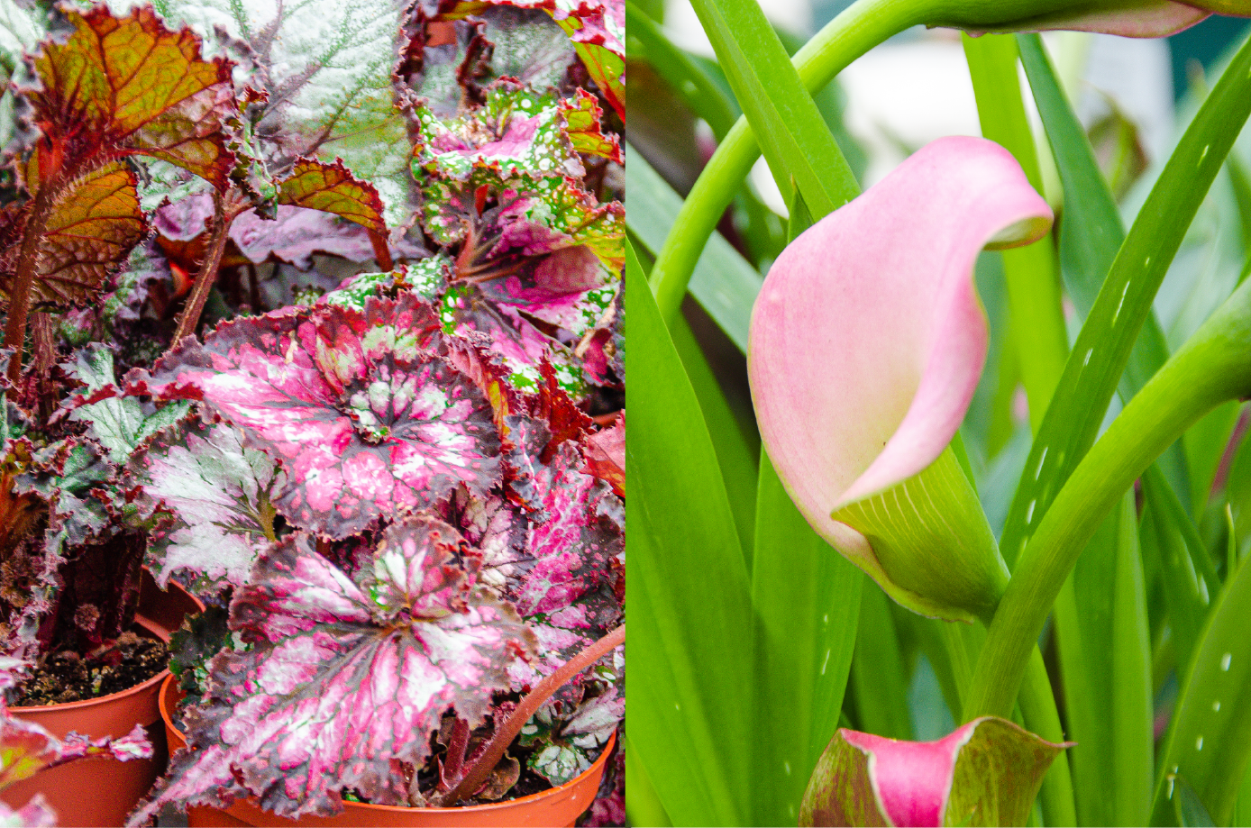 Left, begonias; right, calla lilies 