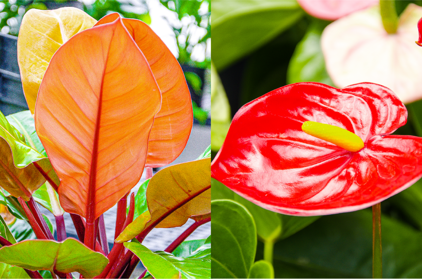 Left, prince of orange philodendron; right, anthurium 