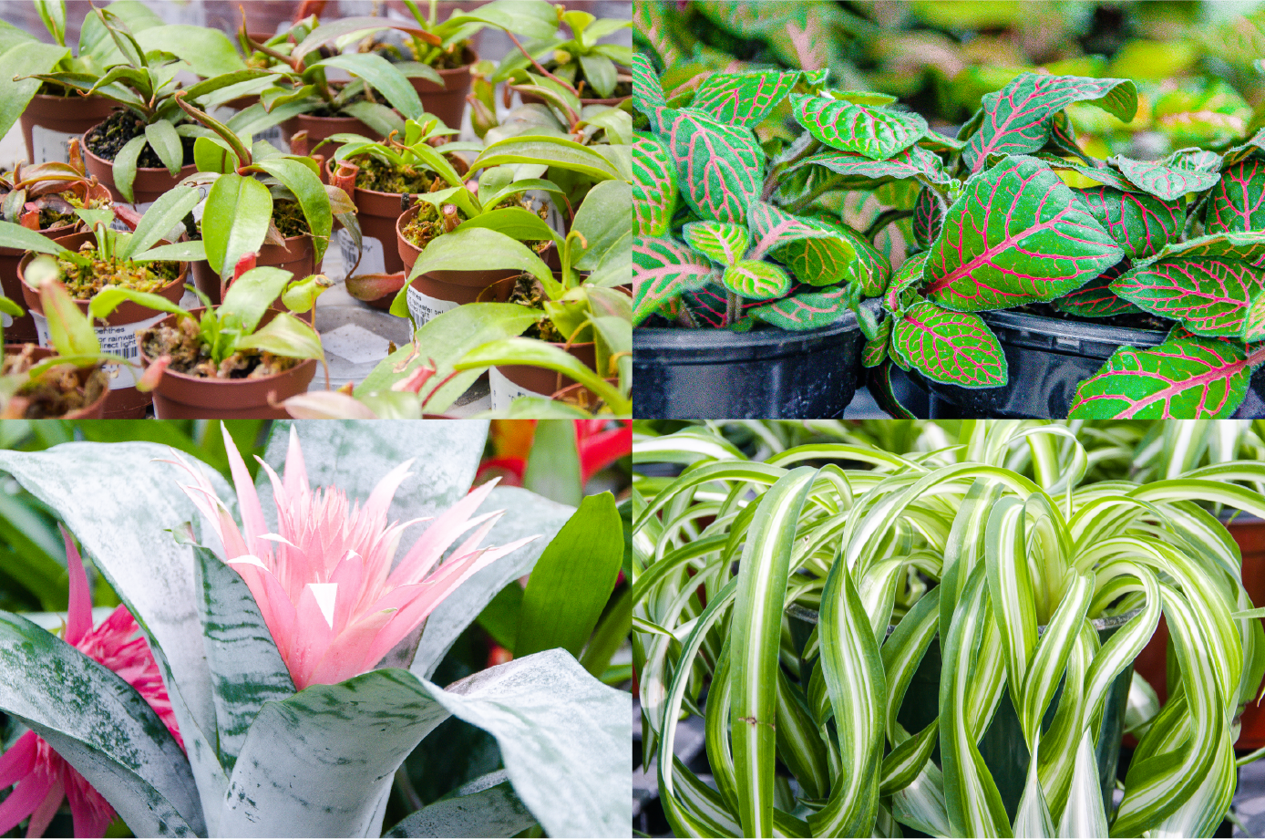 Clockwise from top left; carnivorous pitcher plants, nerve plants, bromeliads, and spider plant