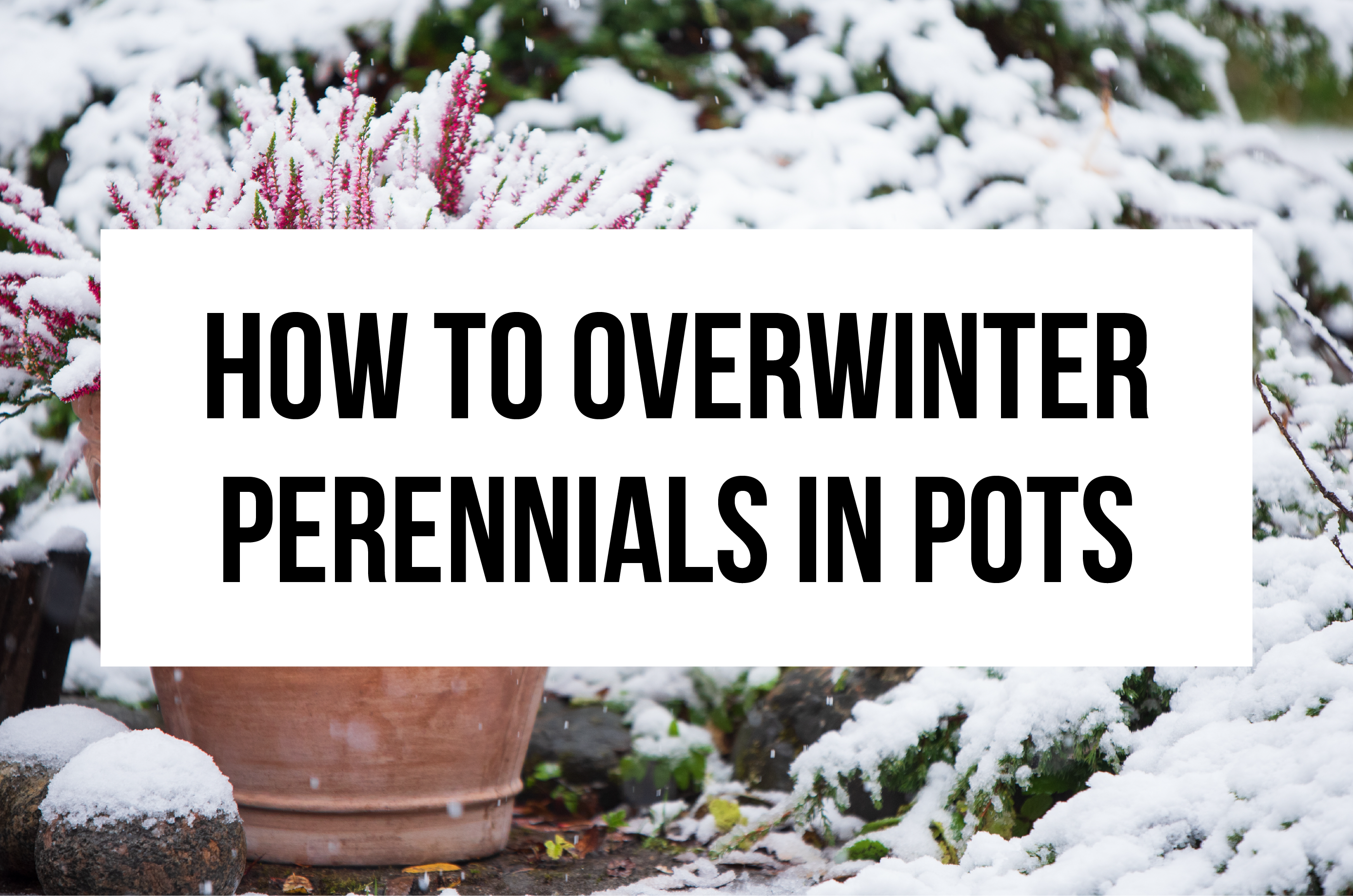 How to Overwintering Perennials in Pots