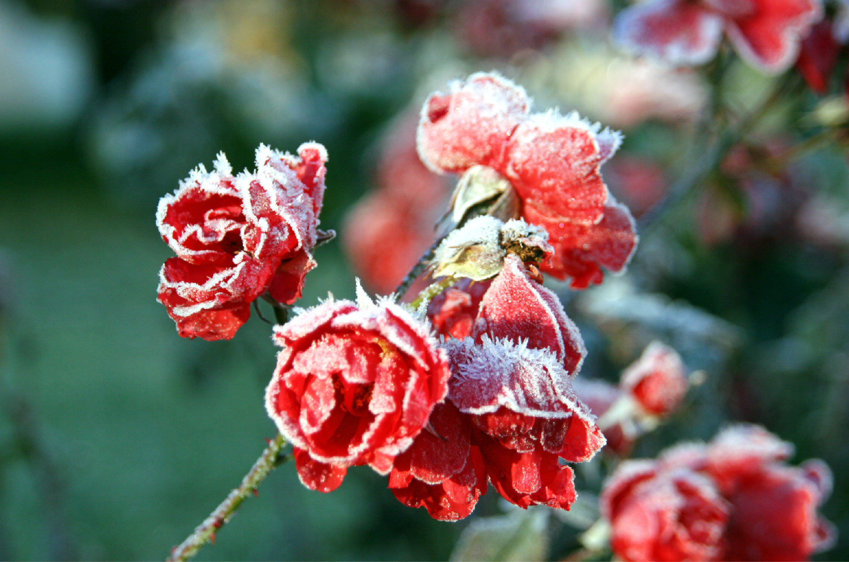 Roses in Frost