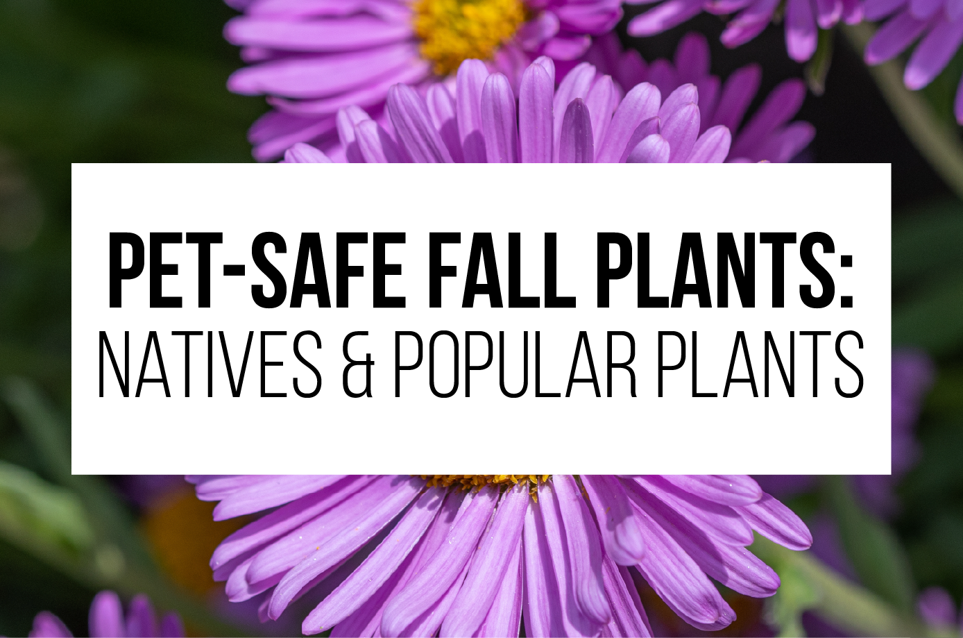 Pet-Safe fall plants