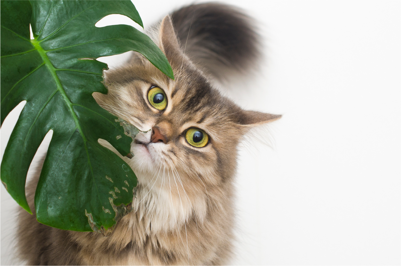 Kitty needing a pet-safe plant!